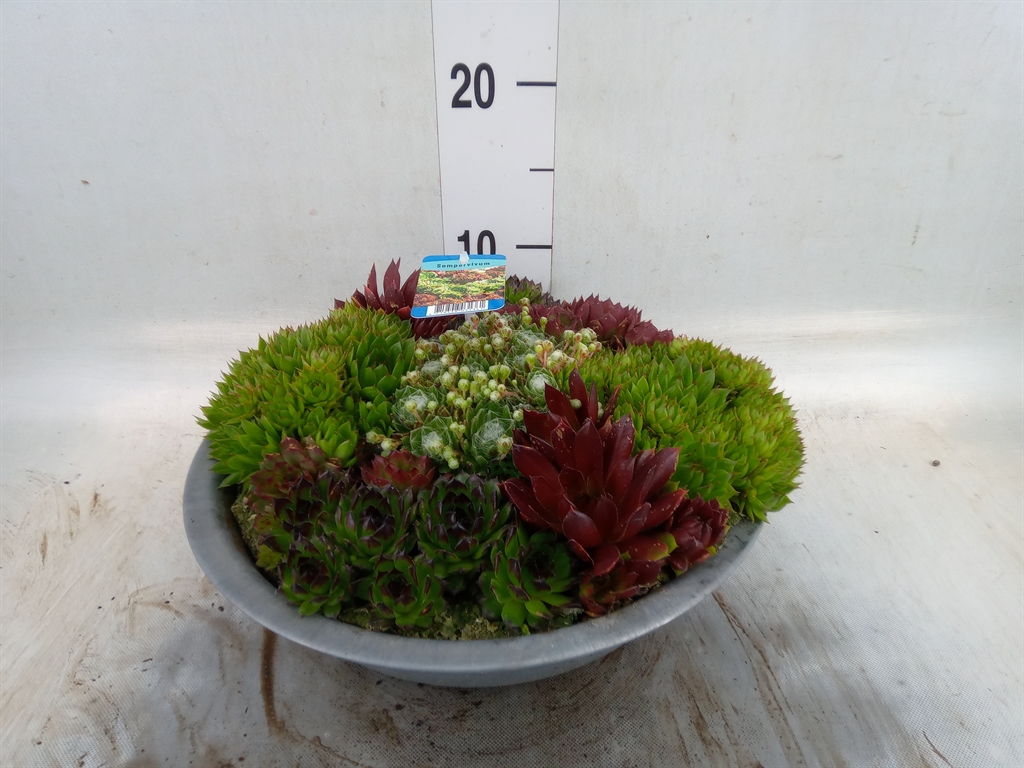 Горшечные цветы и растения оптом Sempervivum   ... от 1шт' из Голландии с доставкой по России