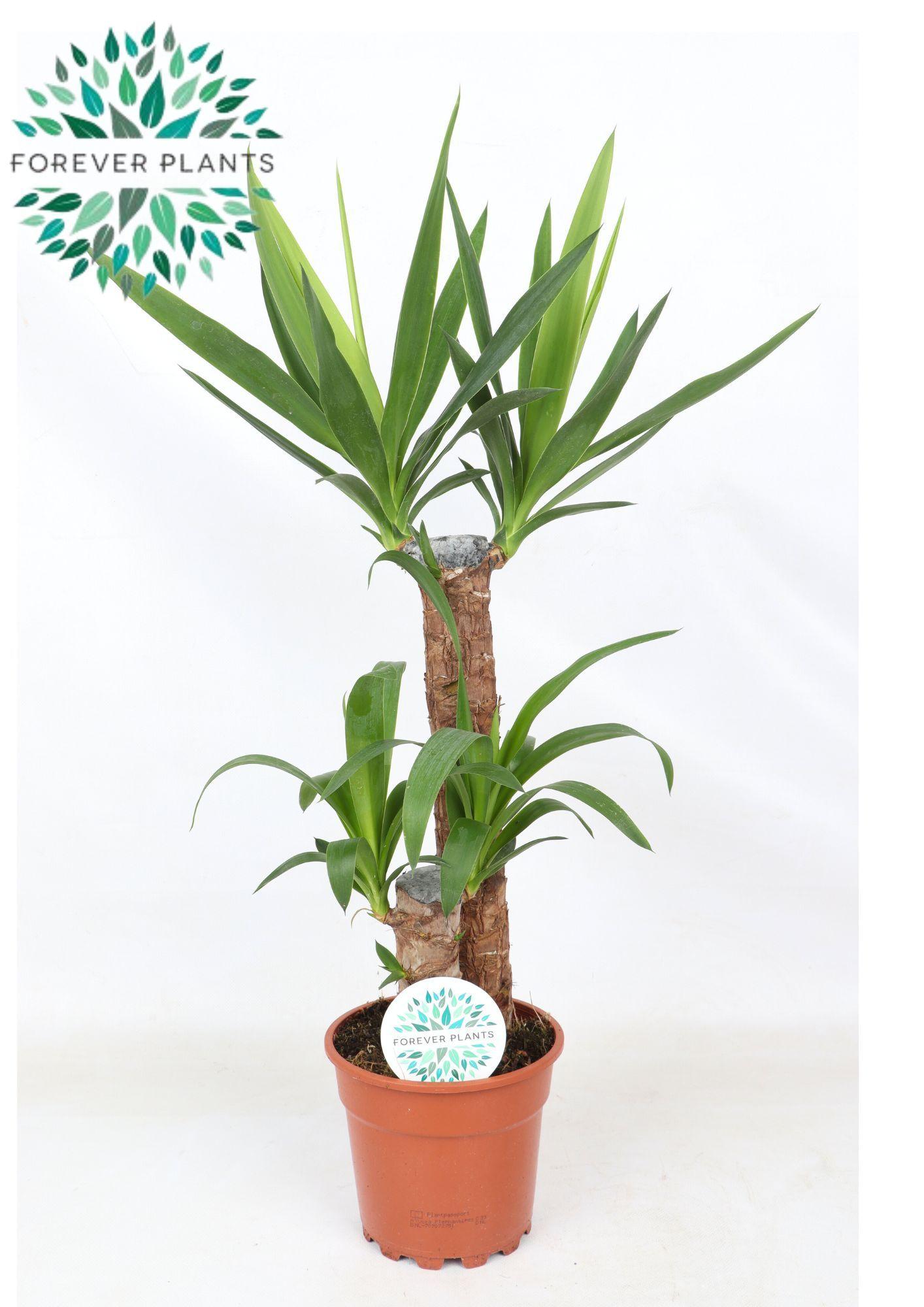 Горшечные цветы и растения оптом Yucca 45-20 2+ от 6шт из Голландии с доставкой по России