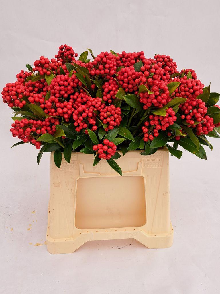 Срезанные цветы оптом Skimmia per bunch pabella от 6шт из Голландии с доставкой по России