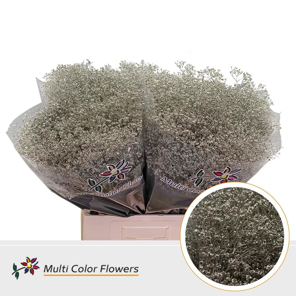 Срезанные цветы оптом Gyps fine paint platinum от 100шт из Голландии с доставкой по России