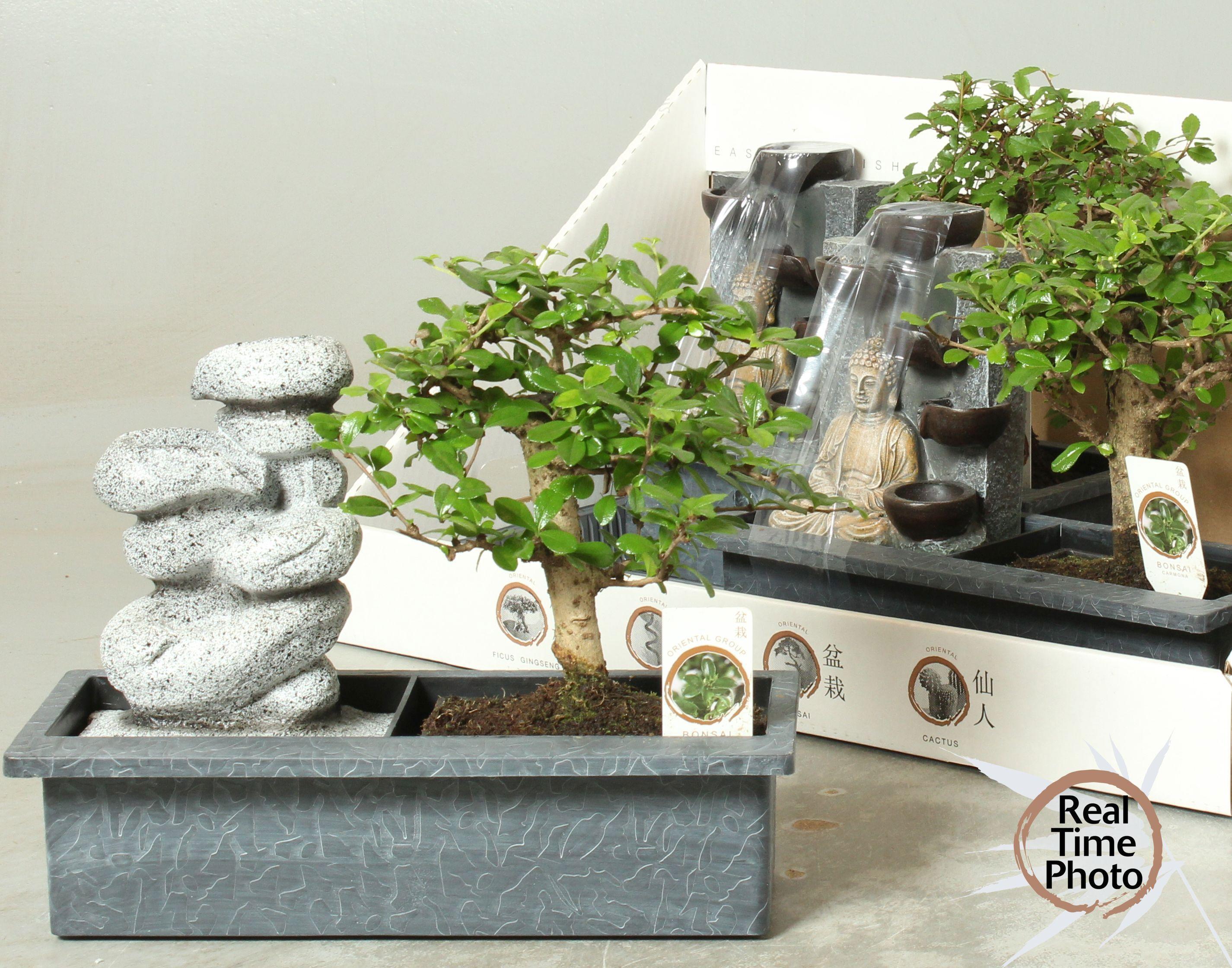 Горшечные цветы и растения оптом Bonsai Gem от 3шт из Голландии с доставкой по России