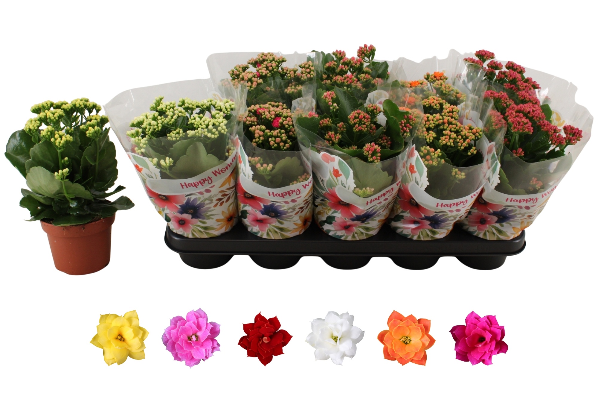 Горшечные цветы и растения оптом Kal Ge Ro Gem 6 Kl от 10шт из Голландии с доставкой по России