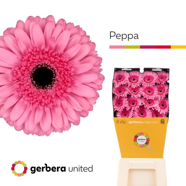 Срезанные цветы оптом Gerbera diamond peppa от 45шт из Голландии с доставкой по России