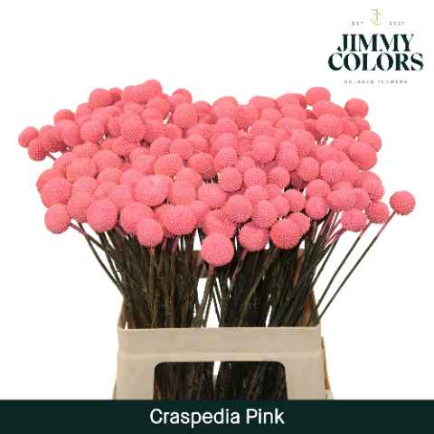 Срезанные цветы оптом Craspedia paint pink от 200шт из Голландии с доставкой по России
