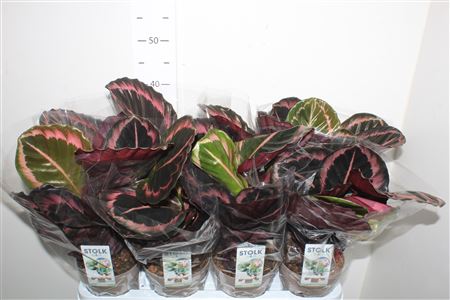 Горшечные цветы и растения оптом Calat Roseop Dottie от 8шт из Голландии с доставкой по России