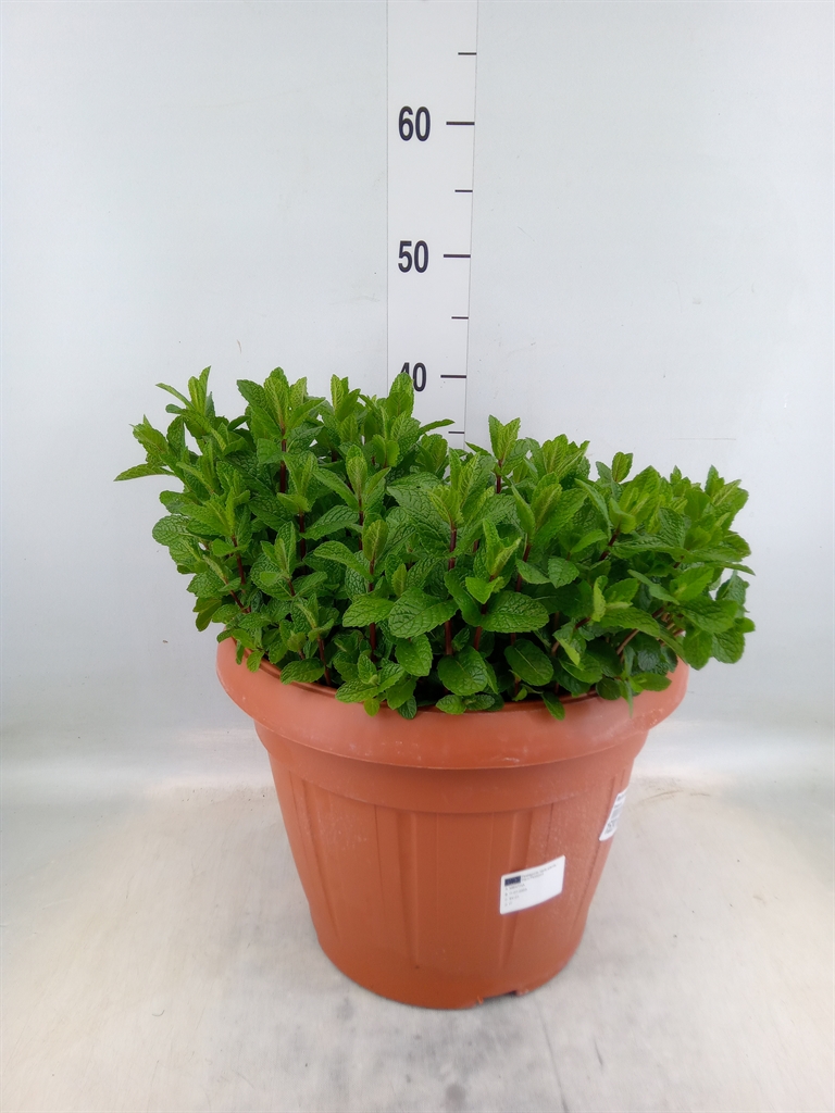 Горшечные цветы и растения оптом Mentha Spicata от 1шт из Голландии с доставкой по России