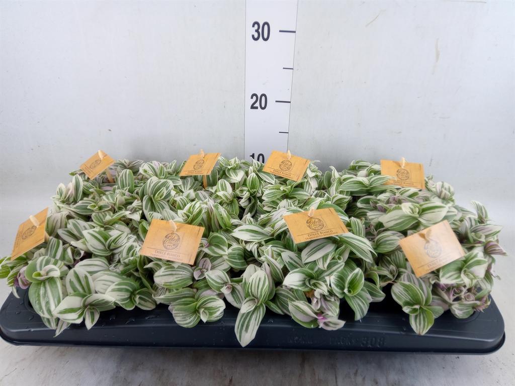 Горшечные цветы и растения оптом Tradescantia   ... от 8шт из Голландии с доставкой по России