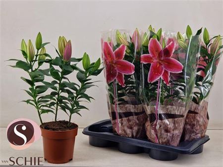 Горшечные цветы и растения оптом Lil Or Magny Cours 3pp от 6шт из Голландии с доставкой по России