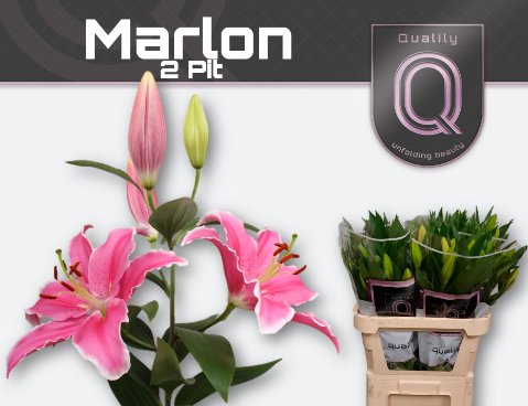 Срезанные цветы оптом Lilium or marlon от 40шт из Голландии с доставкой по России
