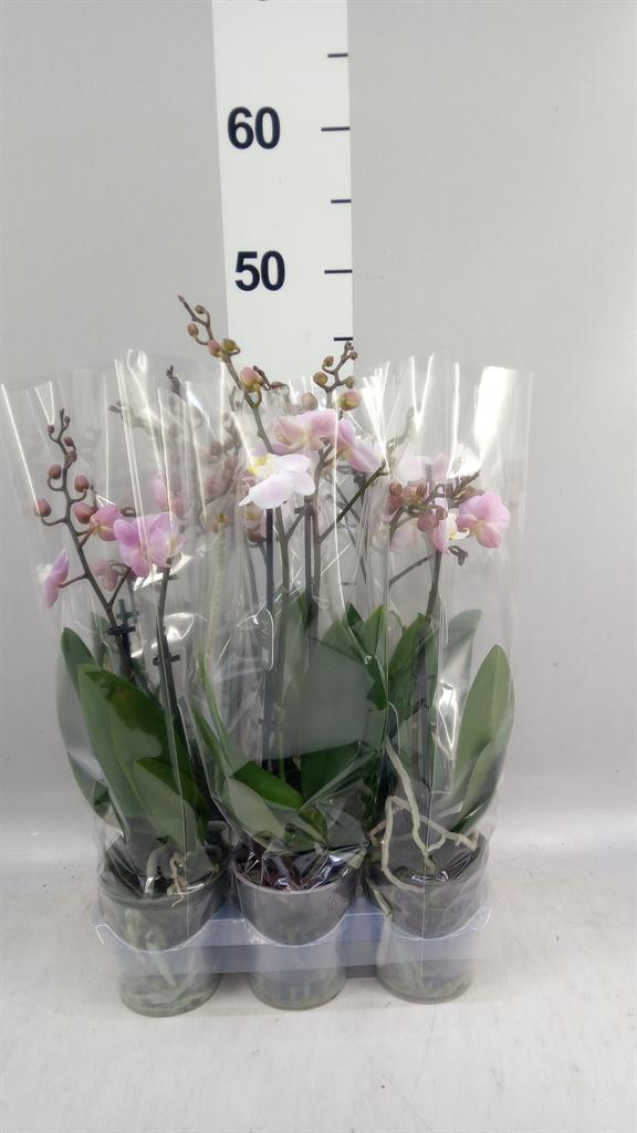 Горшечные цветы и растения оптом Phalaenopsis Multi. ... от 6шт (для телеги) из Голландии с доставкой по России