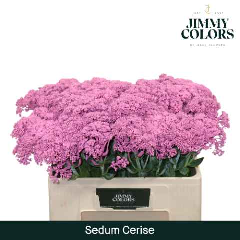 Срезанные цветы оптом Sedum paint cerise от 25шт из Голландии с доставкой по России