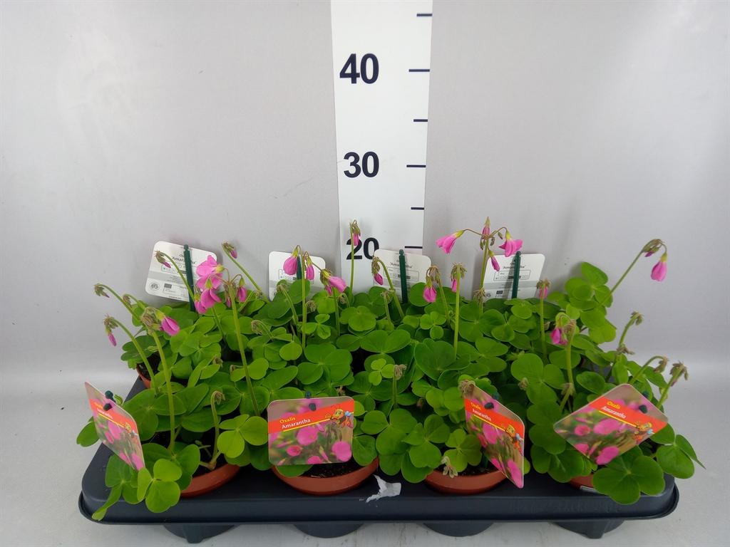 Горшечные цветы и растения оптом Oxalis Bowiei amarantha от 8шт из Голландии с доставкой по России
