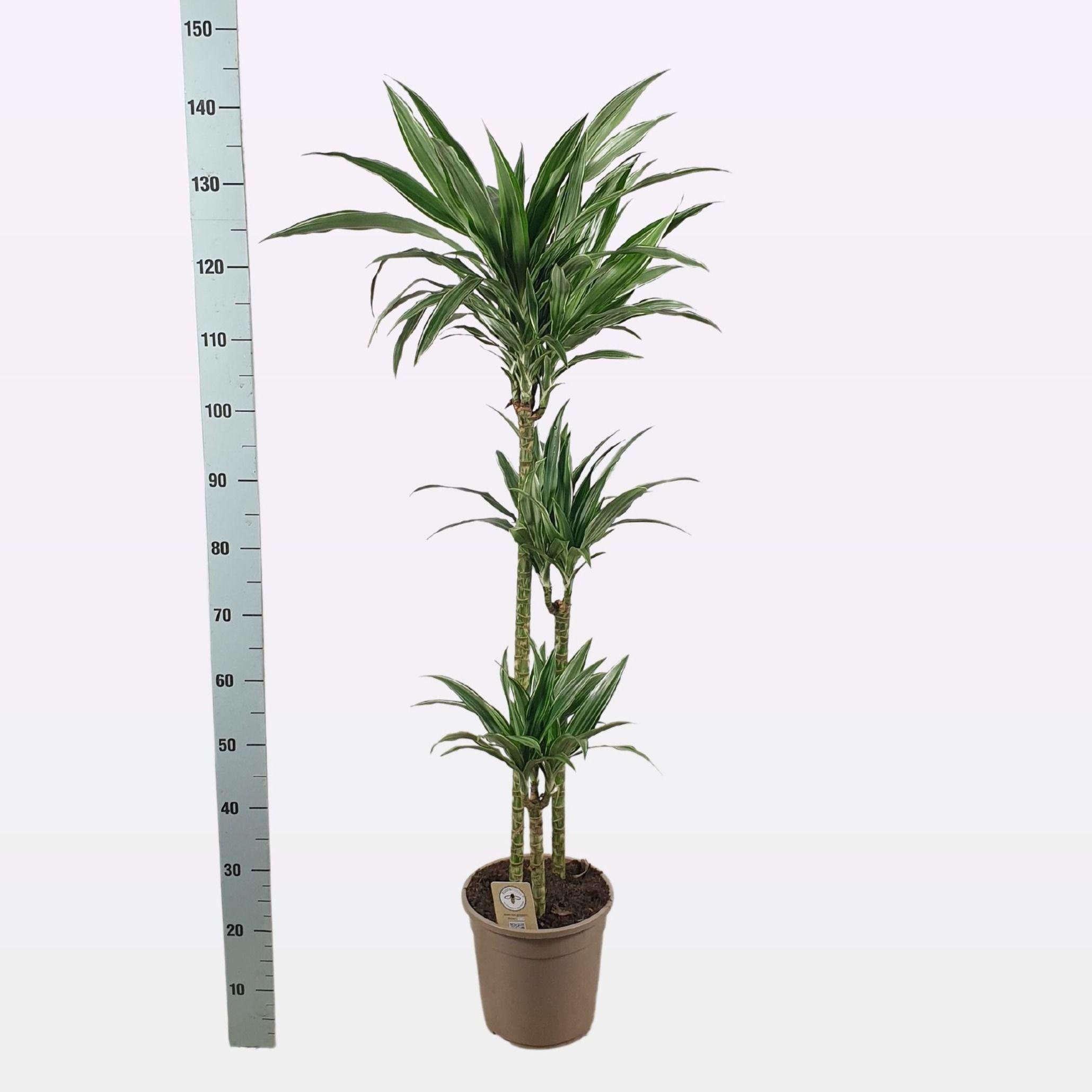 Горшечные цветы и растения оптом Dra De Warneckei от 1шт из Голландии с доставкой по России