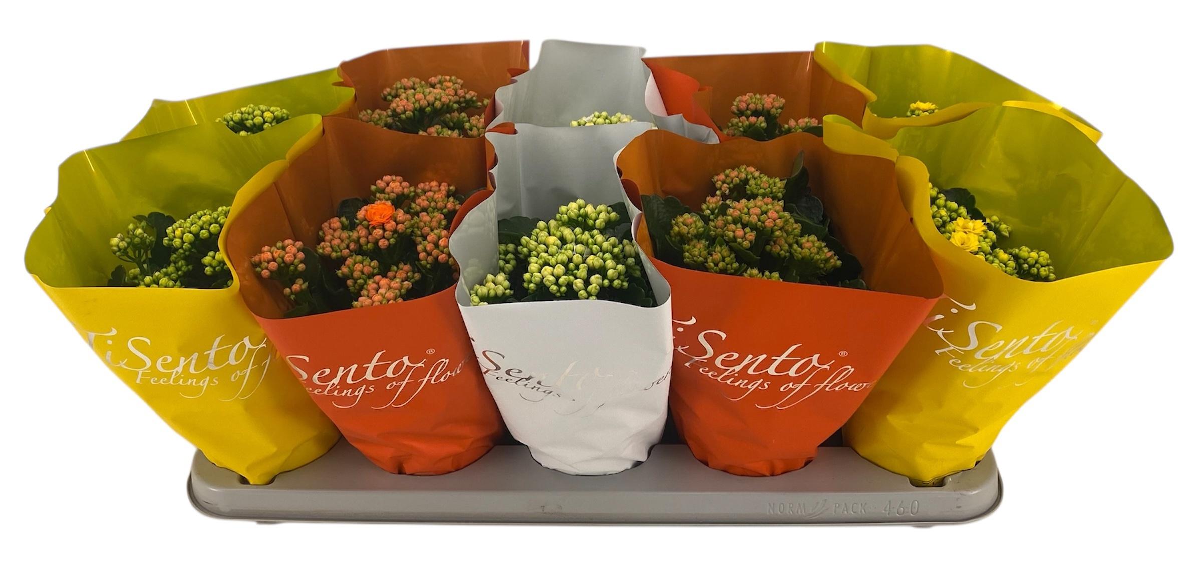 Горшечные цветы и растения оптом Kal Ge Gem от 10шт' из Голландии с доставкой по России