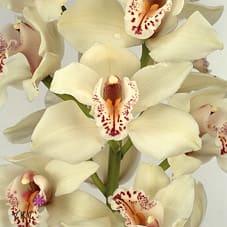 Срезанные цветы оптом Cymbidium white cascade от 9шт. из Голландии с доставкой по России