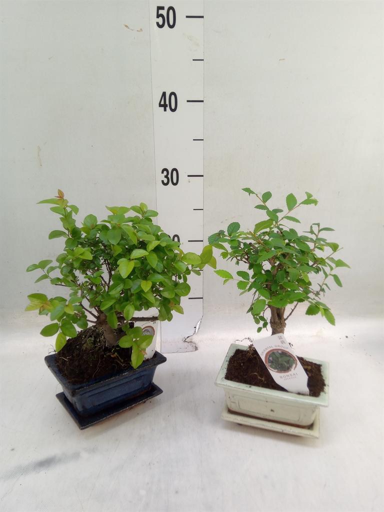 Горшечные цветы и растения оптом Bonsai Mix In Ceramic Ball S-shape With Sauc от 13шт из Голландии с доставкой по России