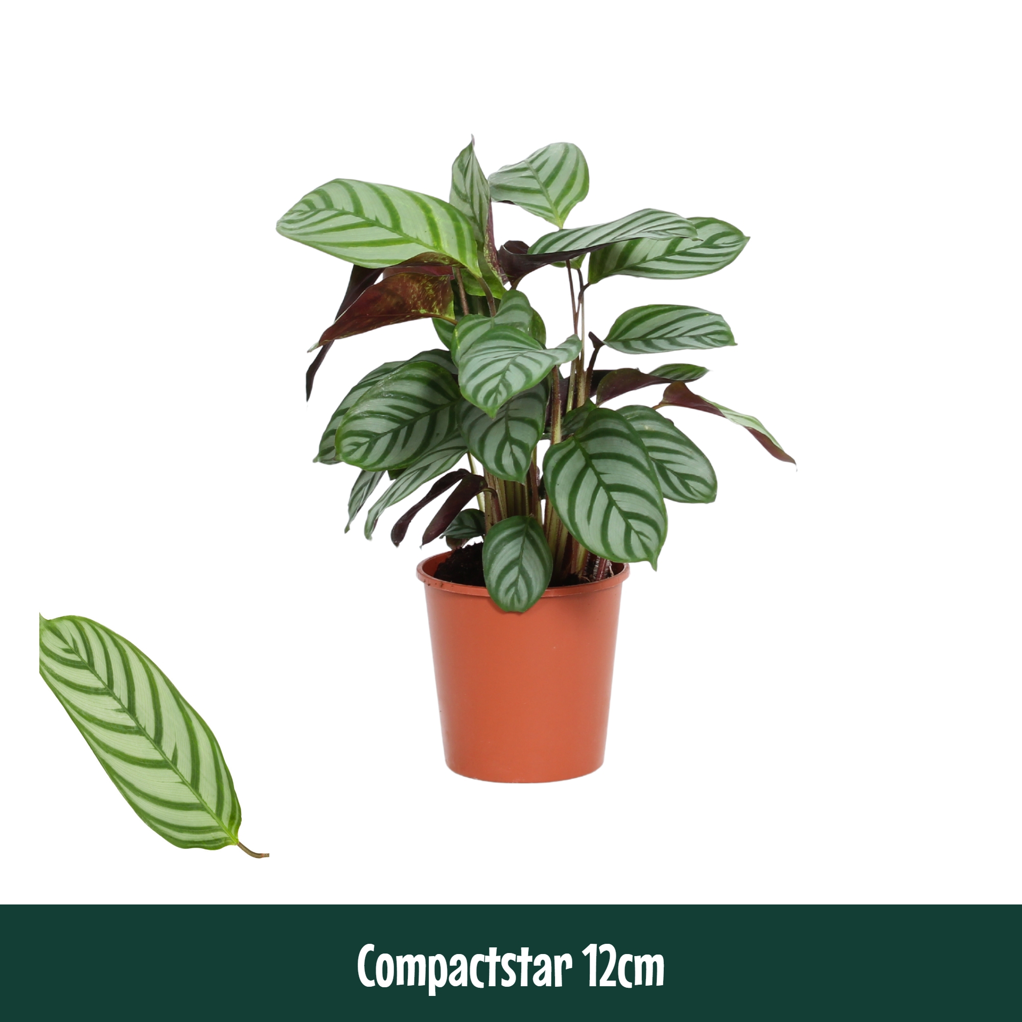 Горшечные цветы и растения оптом Calathea Compactstar от 10шт из Голландии с доставкой по России