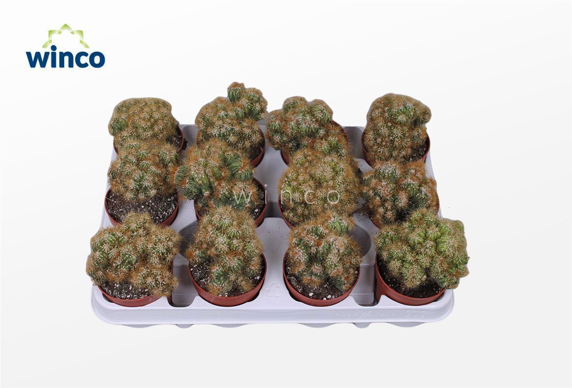 Горшечные цветы и растения оптом Cereus Peruvianus Monstruoza от 18шт (для телеги) из Голландии с доставкой по России