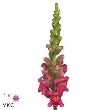 Срезанные цветы оптом Antirrhinum potomac cherry pink от 50шт из Голландии с доставкой по России