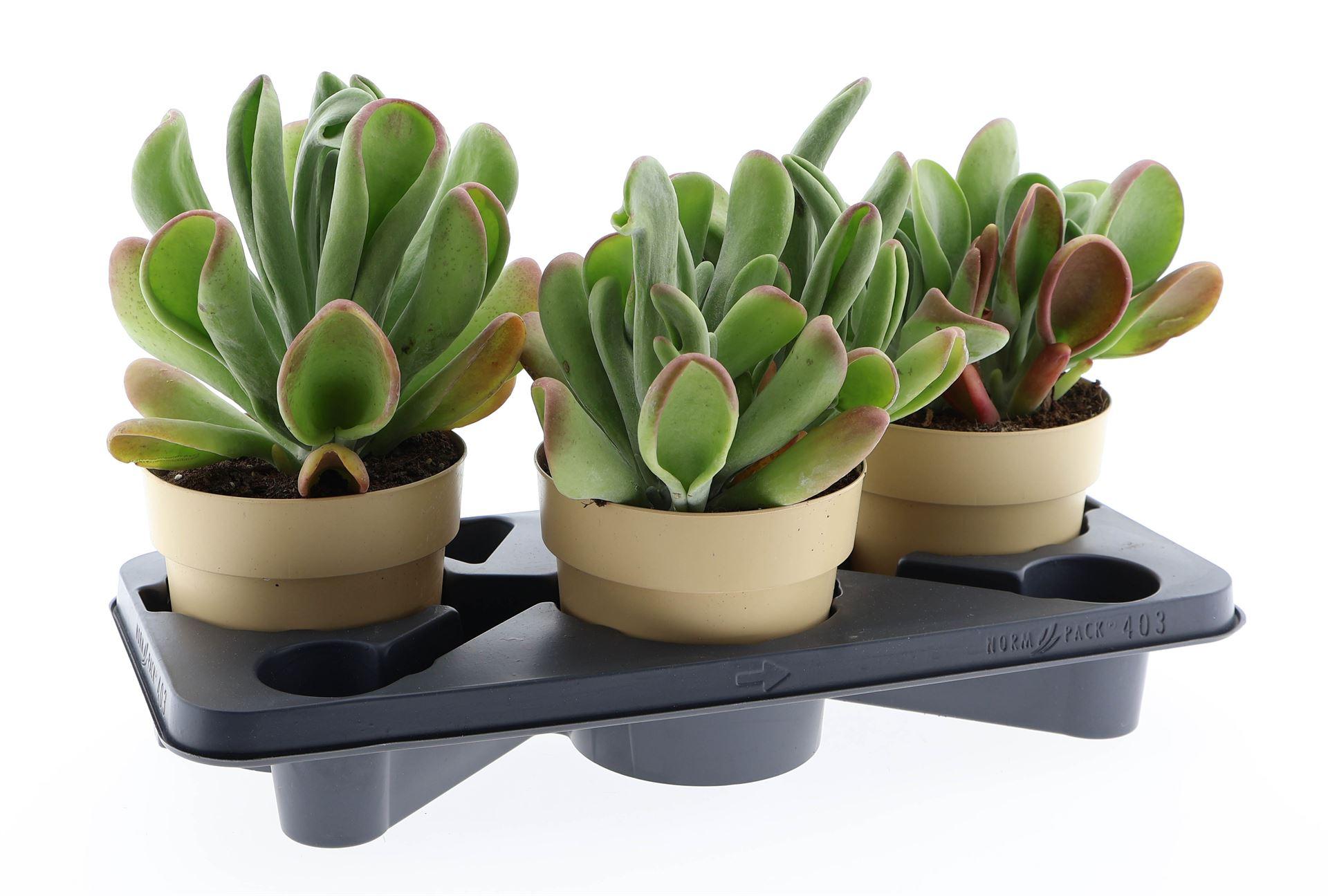 Горшечные цветы и растения оптом Kalanchoe Nf ... от 3шт из Голландии с доставкой по России