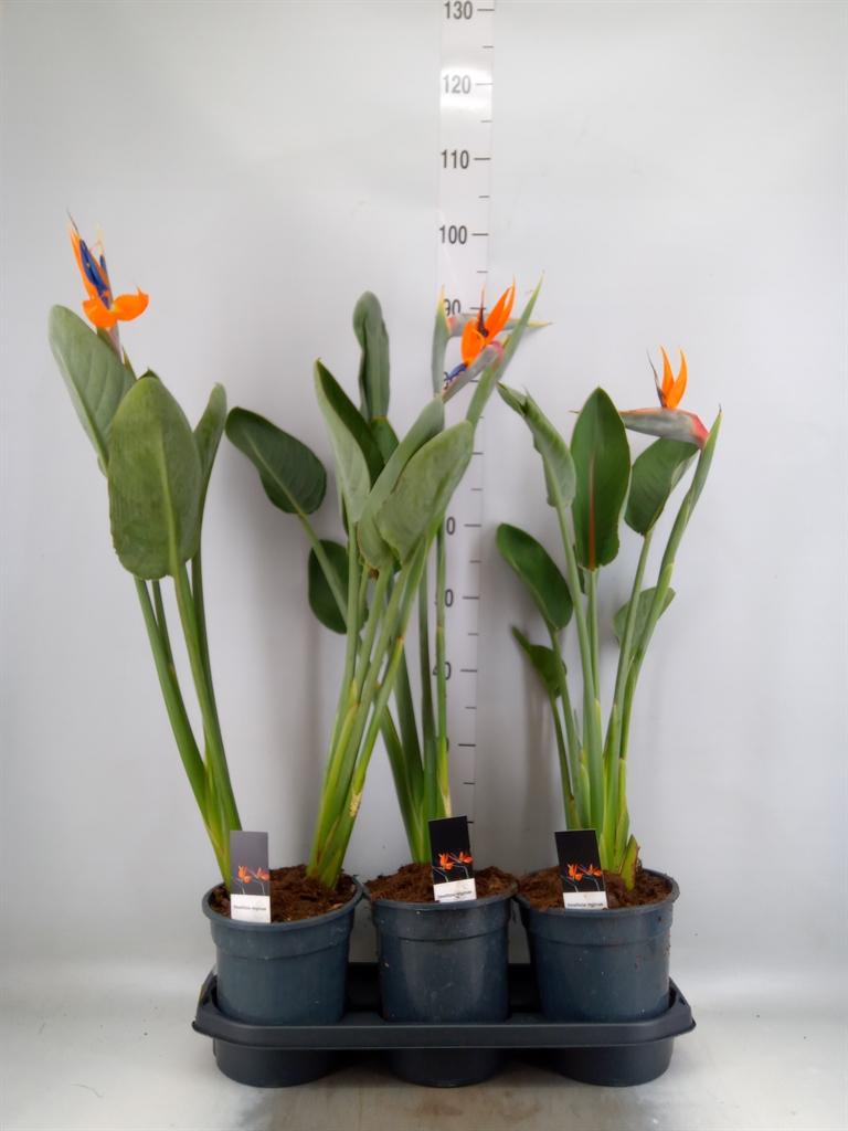 Горшечные цветы и растения оптом Strelitzia Reg. от 3шт из Голландии с доставкой по России