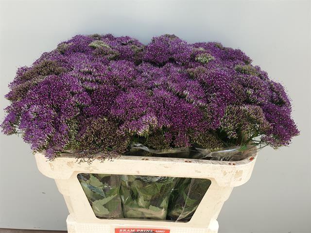 Срезанные цветы оптом Trachelium purple lake michigan от 60шт из Голландии с доставкой по России