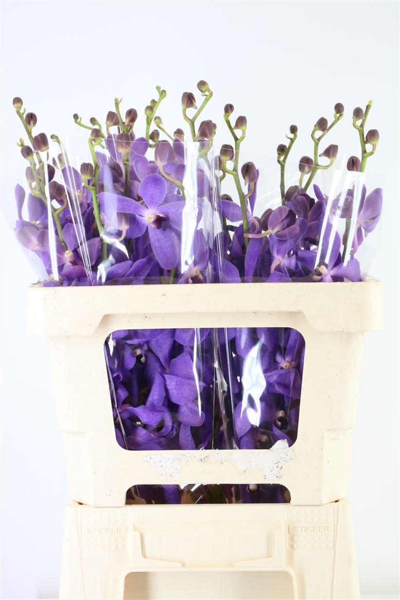 Срезанные цветы оптом Dendrobium blue от 15шт из Голландии с доставкой по России