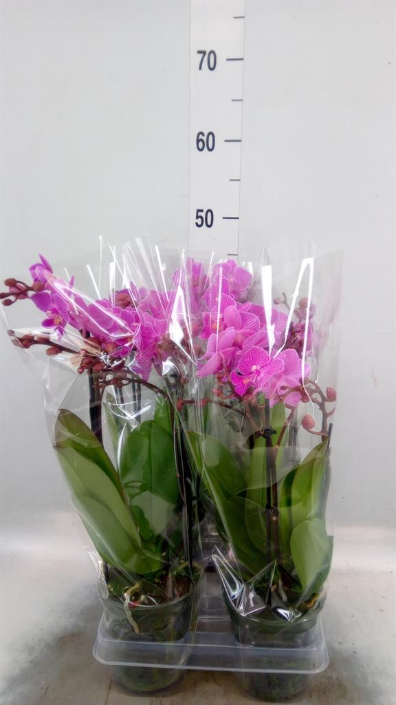 Горшечные цветы и растения оптом Phalaenopsis Multi.   ...rose от 4шт из Голландии с доставкой по России