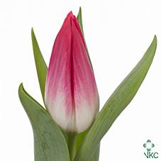 Срезанные цветы оптом Tulipa si bolroyal pink от 150шт из Голландии с доставкой по России