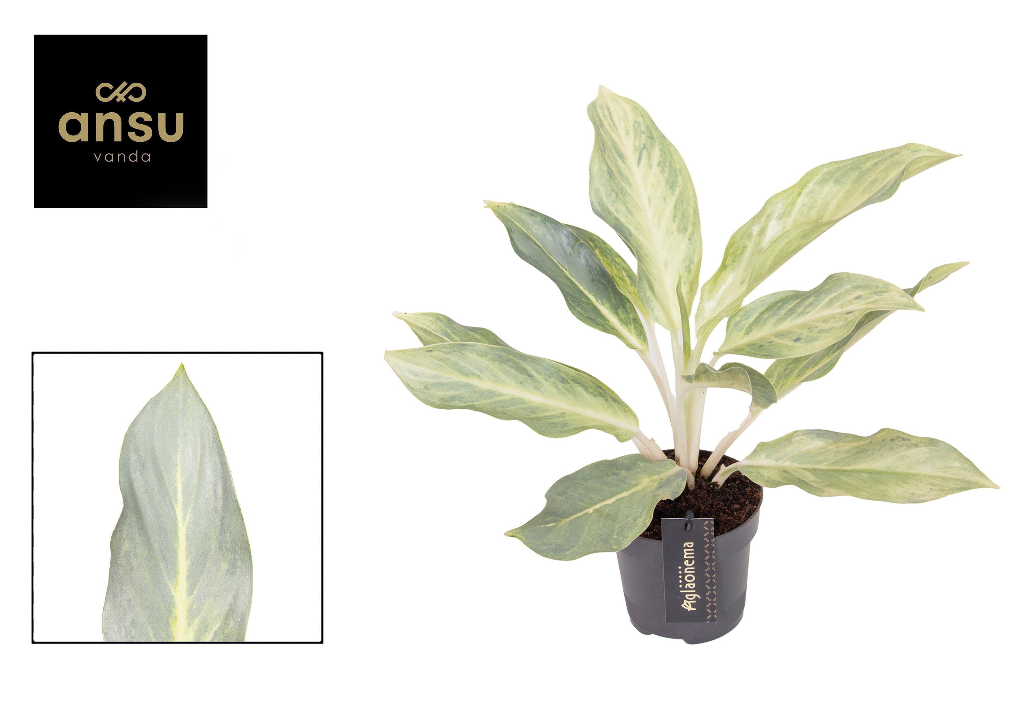 Горшечные цветы и растения оптом Aglaonema Aqua Green от 6шт из Голландии с доставкой по России