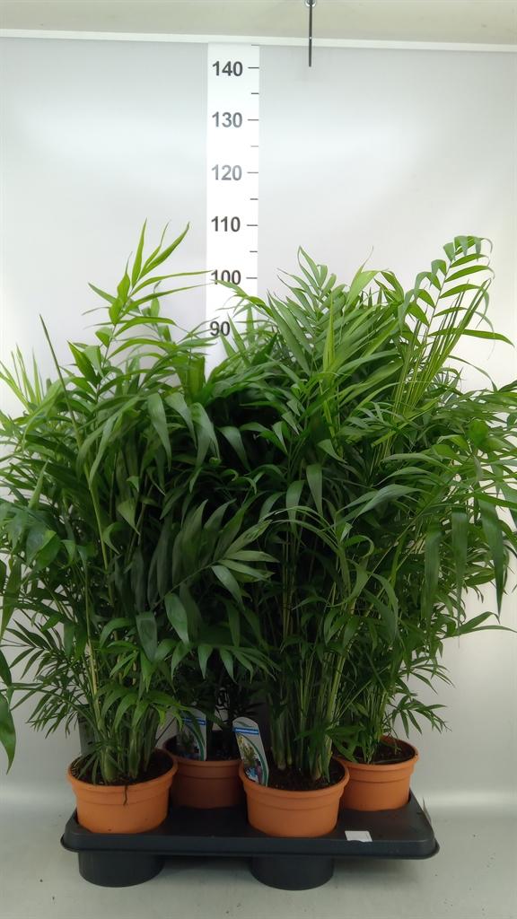 Горшечные цветы и растения оптом Chamaedorea Elegans от 4шт из Голландии с доставкой по России