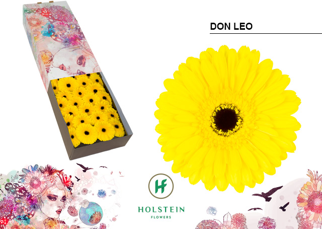 Срезанные цветы оптом Gerbera don leo от 50шт. из Голландии с доставкой по России
