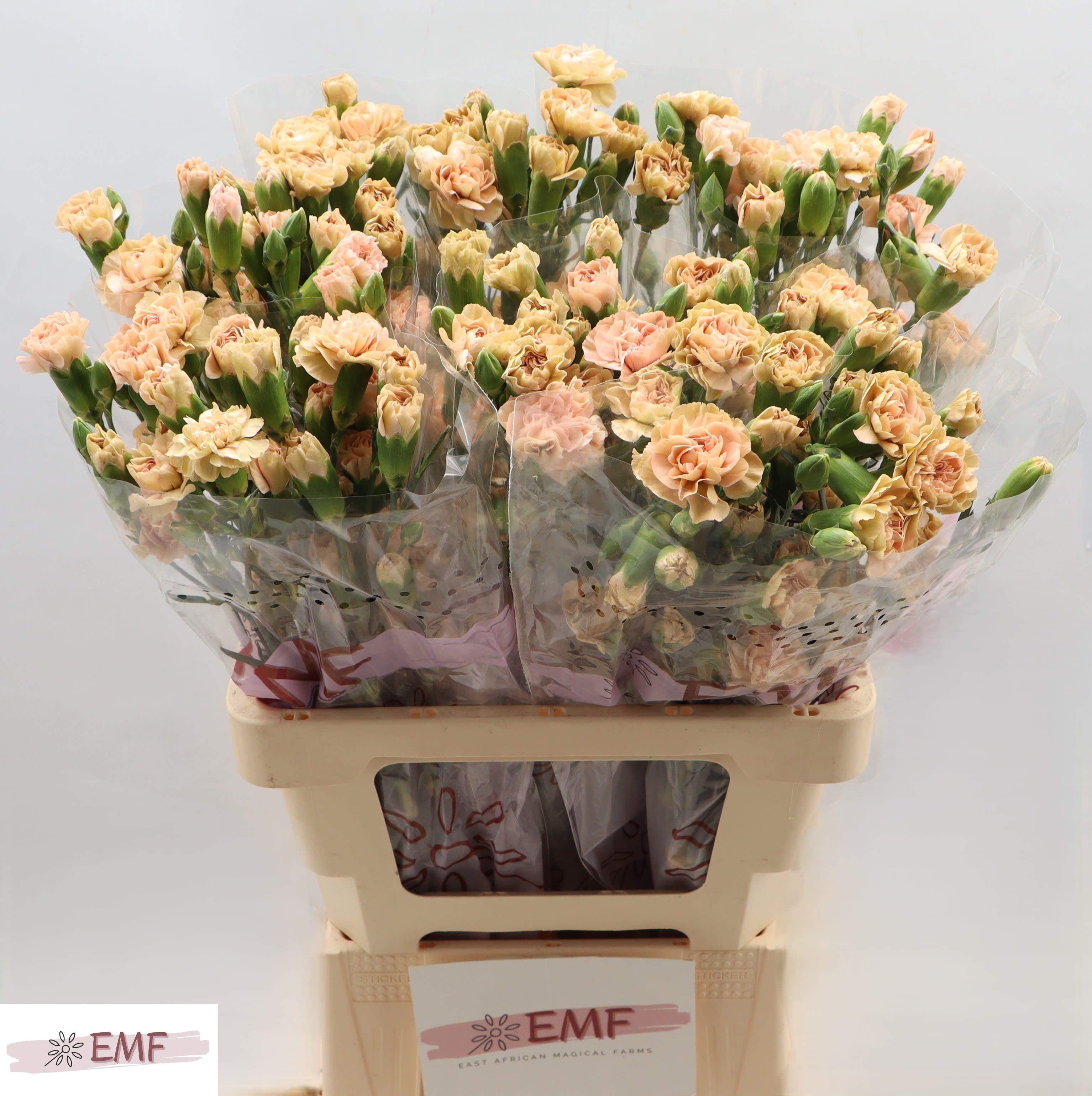Срезанные цветы оптом Dianthus sp cinnamon от 60шт из Голландии с доставкой по России