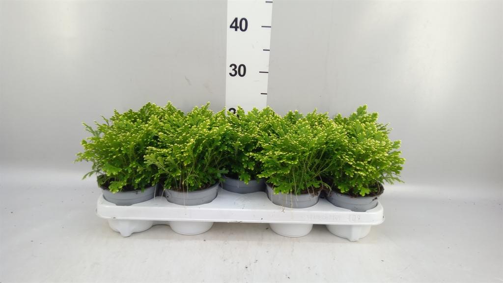 Горшечные цветы и растения оптом Selaginella Martensii jori A от 9шт из Голландии с доставкой по России