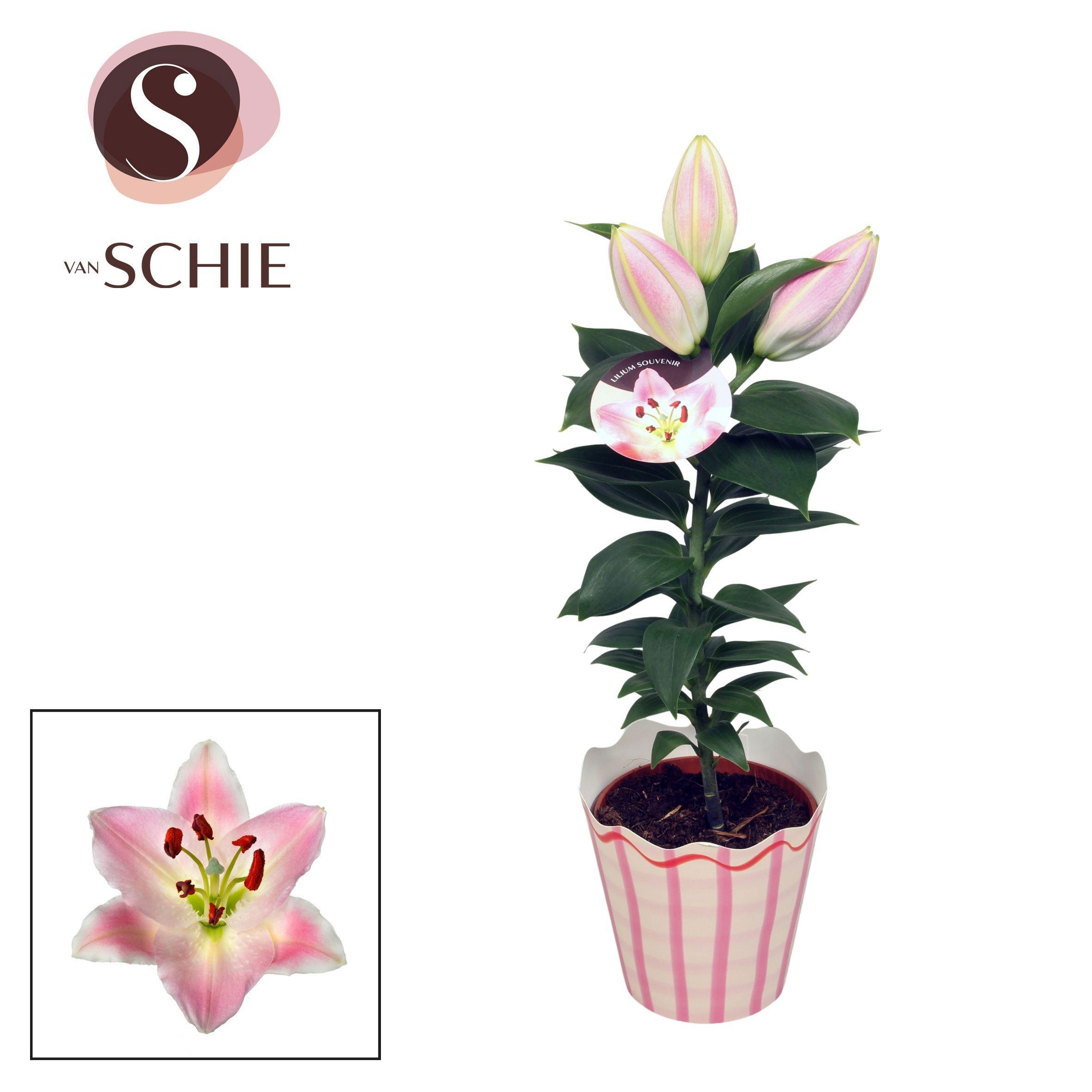 Горшечные цветы и растения оптом Lilium Or Souvenir Solo Potcover от 12шт из Голландии с доставкой по России