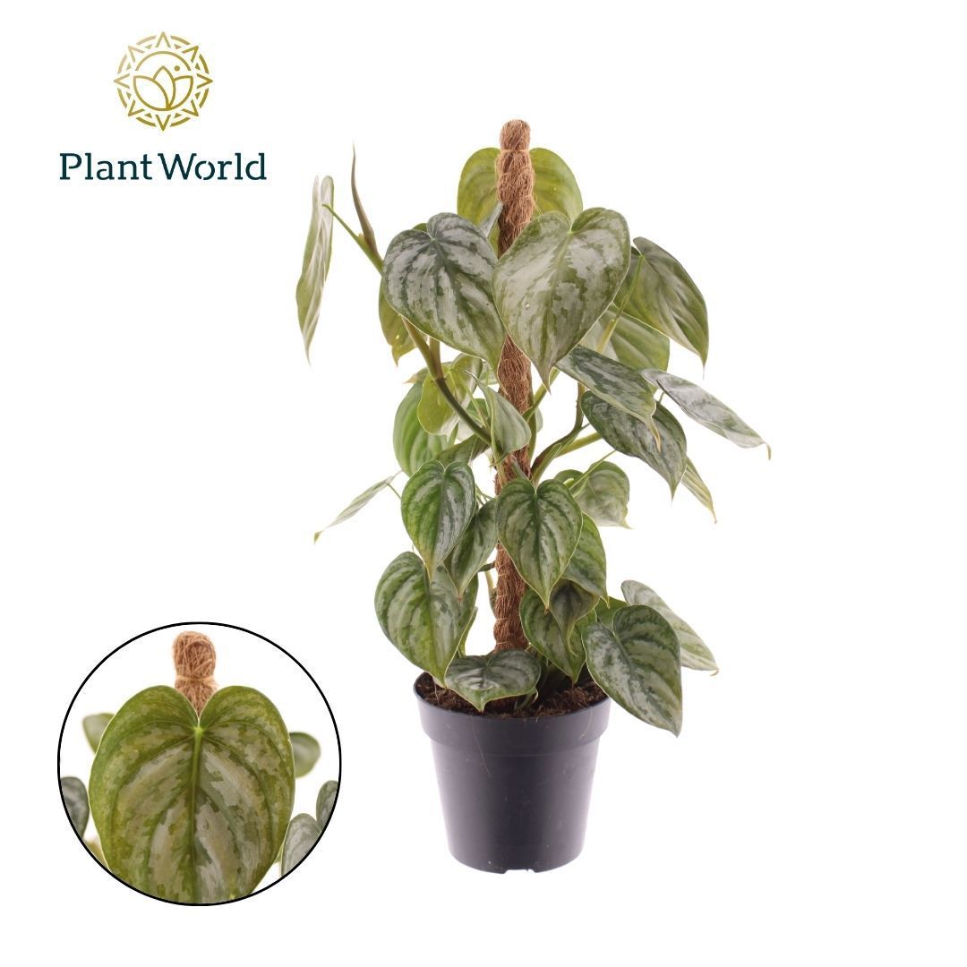 Горшечные цветы и растения оптом Philodendron Brandtianum Mosspole от 10шт из Голландии с доставкой по России