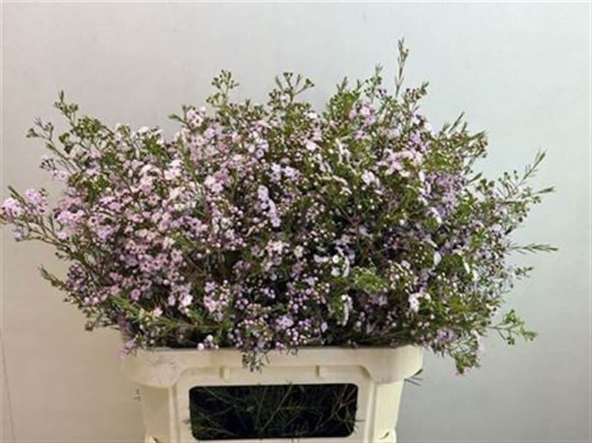 Срезанные цветы оптом Chamelaucium dancing queen от 25шт из Голландии с доставкой по России