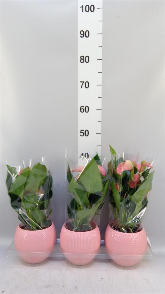 Горшечные цветы и растения оптом Anthurium Andr. joli A от 3шт из Голландии с доставкой по России