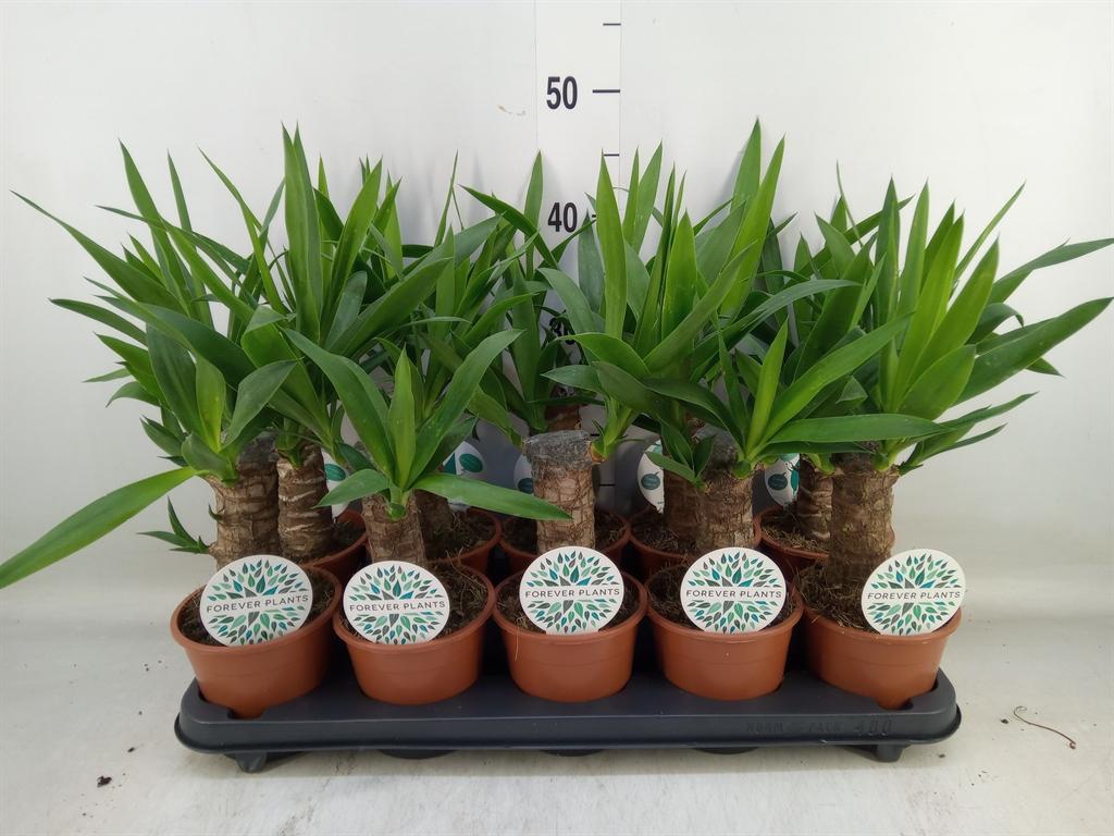 Горшечные цветы и растения оптом Yucca 20cm Stem 1+ от 10шт из Голландии с доставкой по России