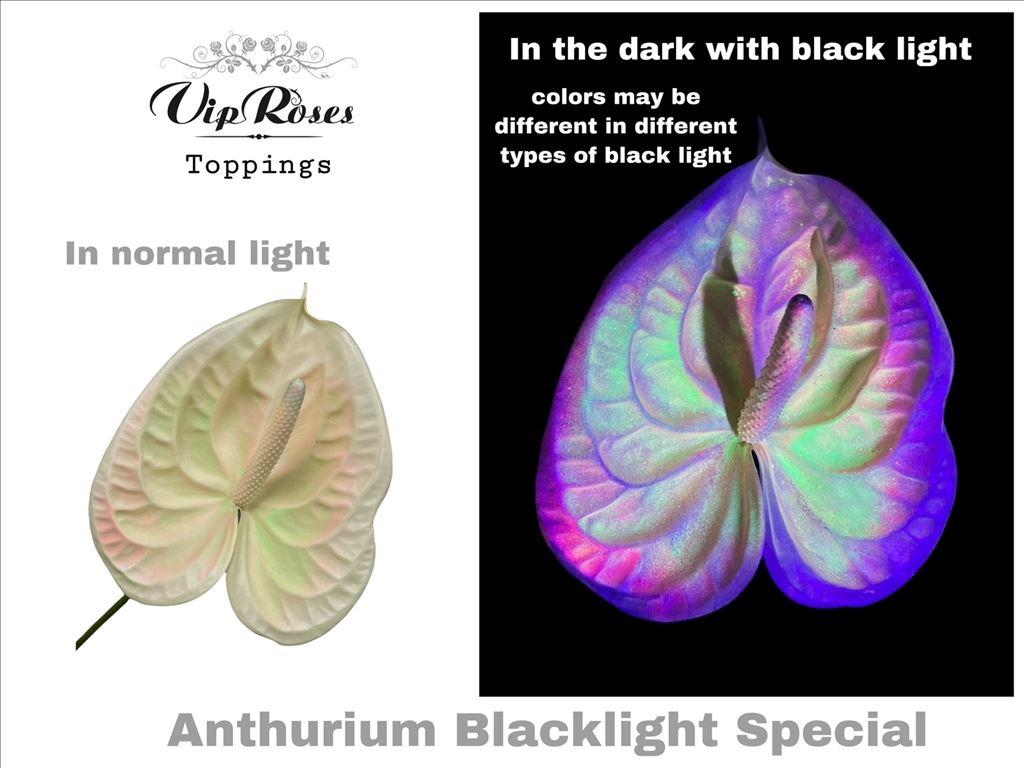 Срезанные цветы оптом Anemone paint blacklight special от 12шт из Голландии с доставкой по России