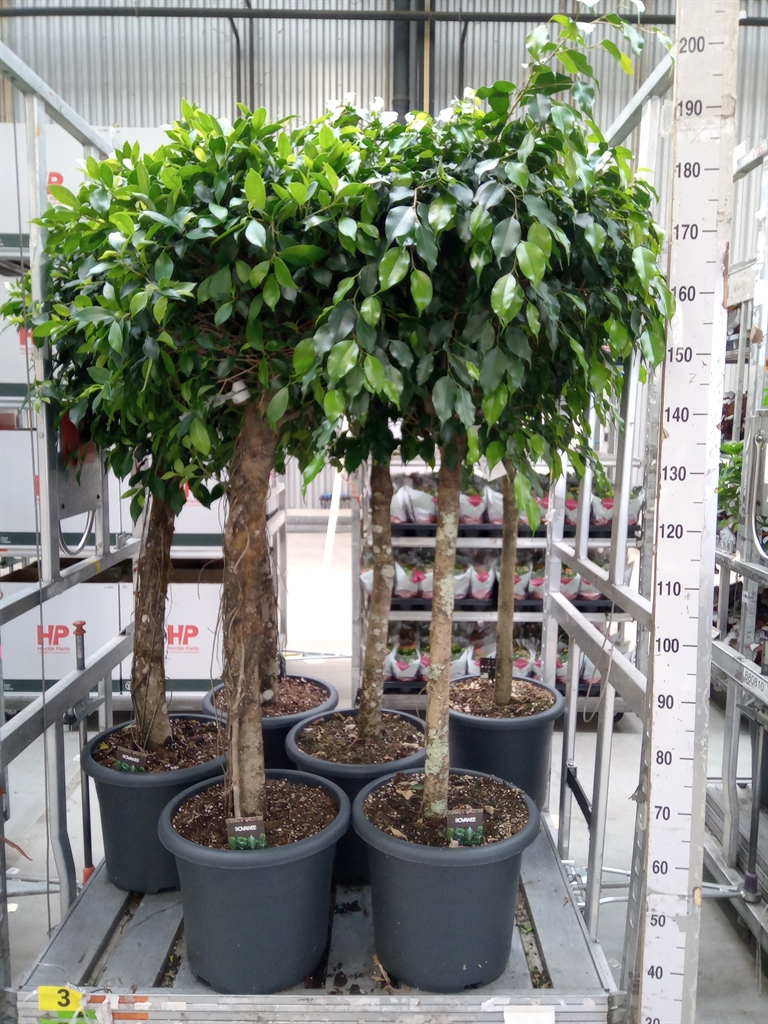 Горшечные цветы и растения оптом Ficus Nitida On Stem от 1шт из Голландии с доставкой по России