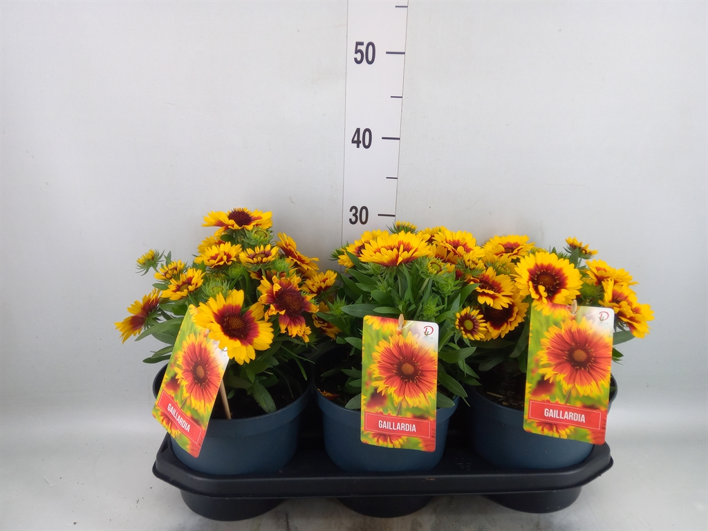 Горшечные цветы и растения оптом Gaillardia Aristata от 3шт из Голландии с доставкой по России