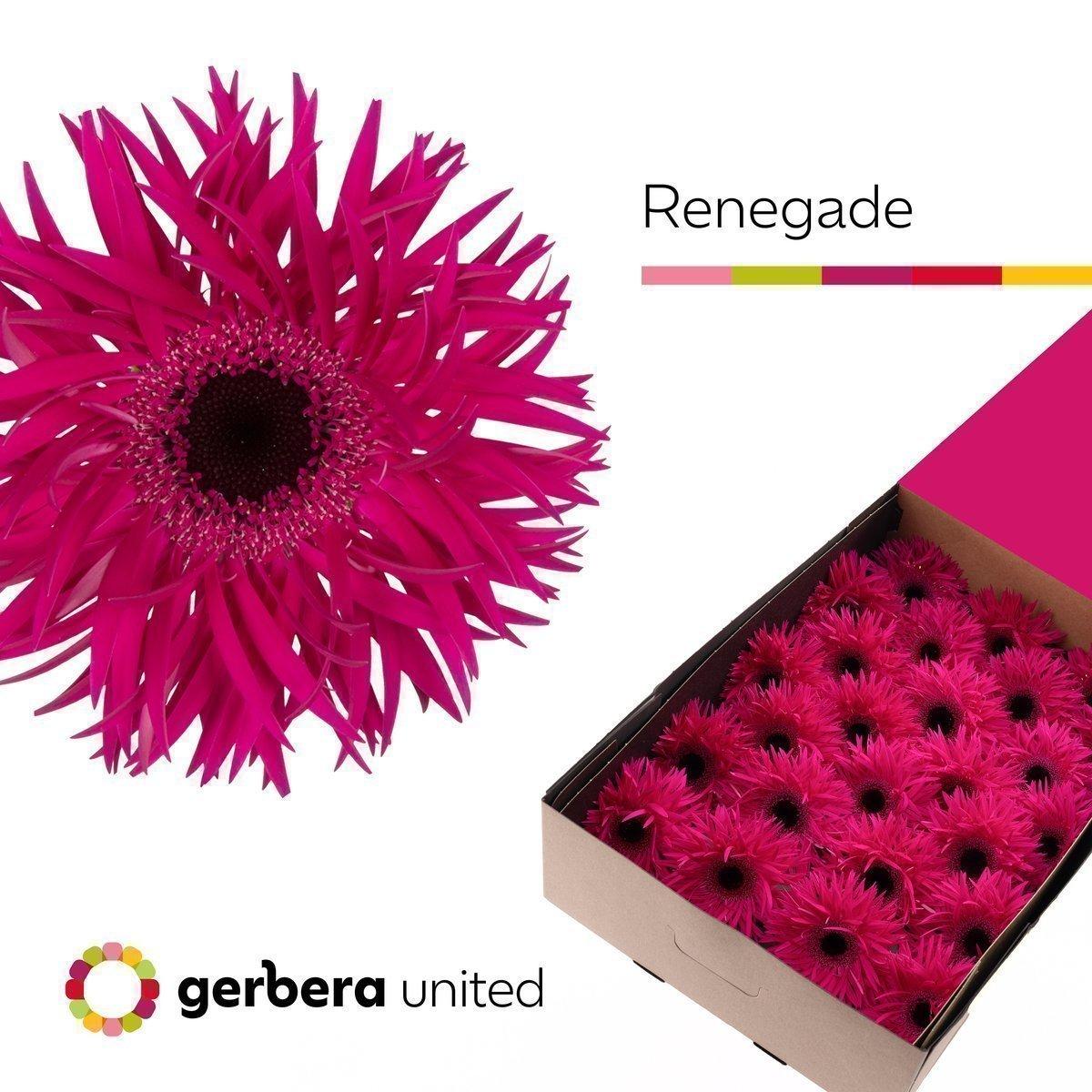 Срезанные цветы оптом Gerbera gerspider renegade от 25шт из Голландии с доставкой по России