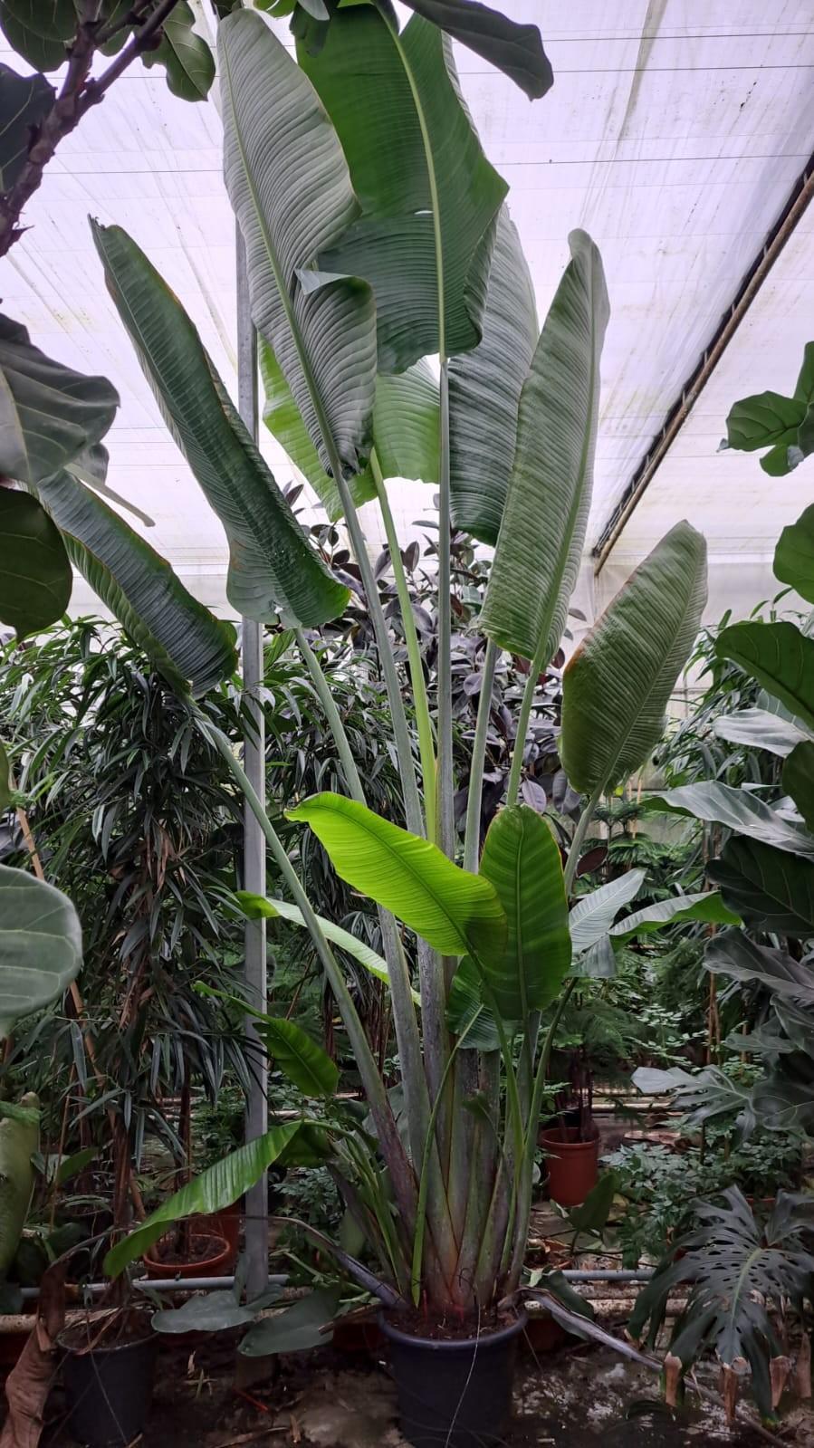 Горшечные цветы и растения оптом Ravenala Madagascariensis от 1шт из Голландии с доставкой по России
