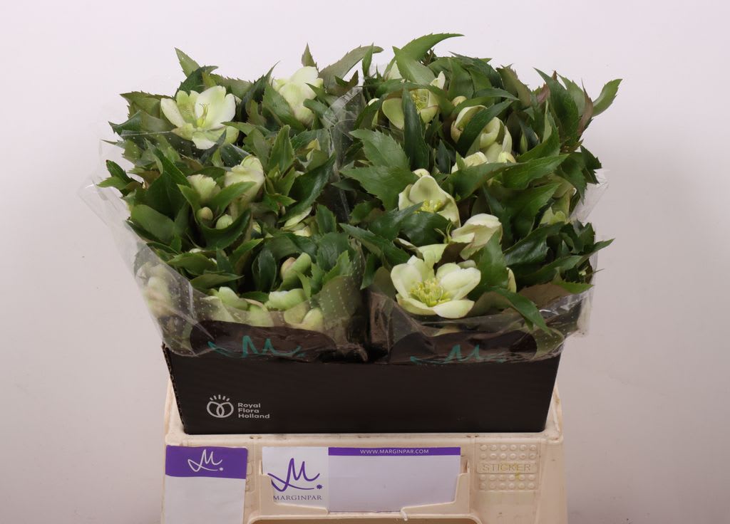 Срезанные цветы оптом Helleborus mammoth white от 20шт из Голландии с доставкой по России