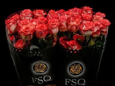 Срезанные цветы оптом Rosa ec blush от 40шт из Голландии с доставкой по России