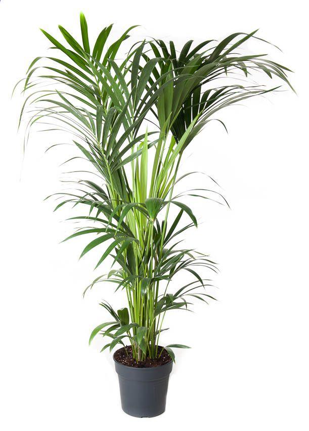 Горшечные цветы и растения оптом Howea Forsteriana 8pp от 1шт из Голландии с доставкой по России Горшечные цветы и растения оптом Howea Forsteriana 8pp от 1шт из Голландии с доставкой по России