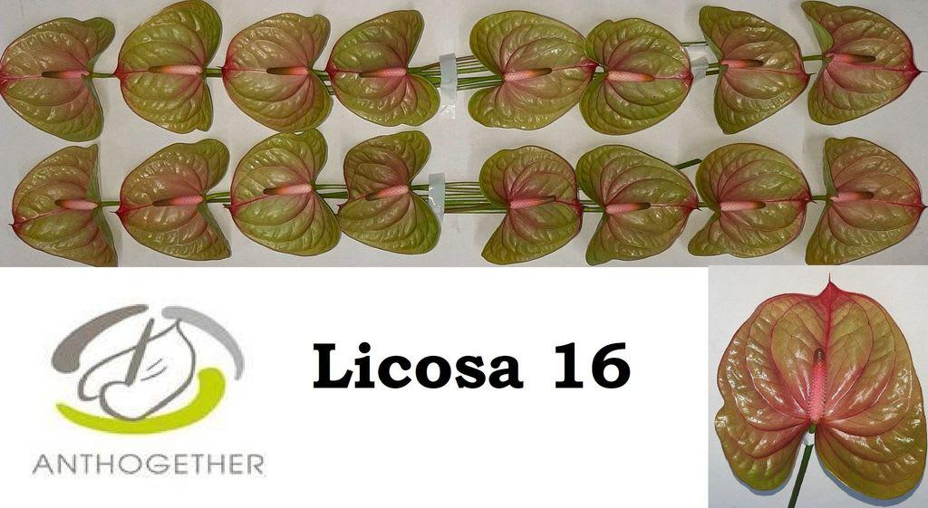 Срезанные цветы оптом Anthurium licosa 312 от 16шт. из Голландии с доставкой по России