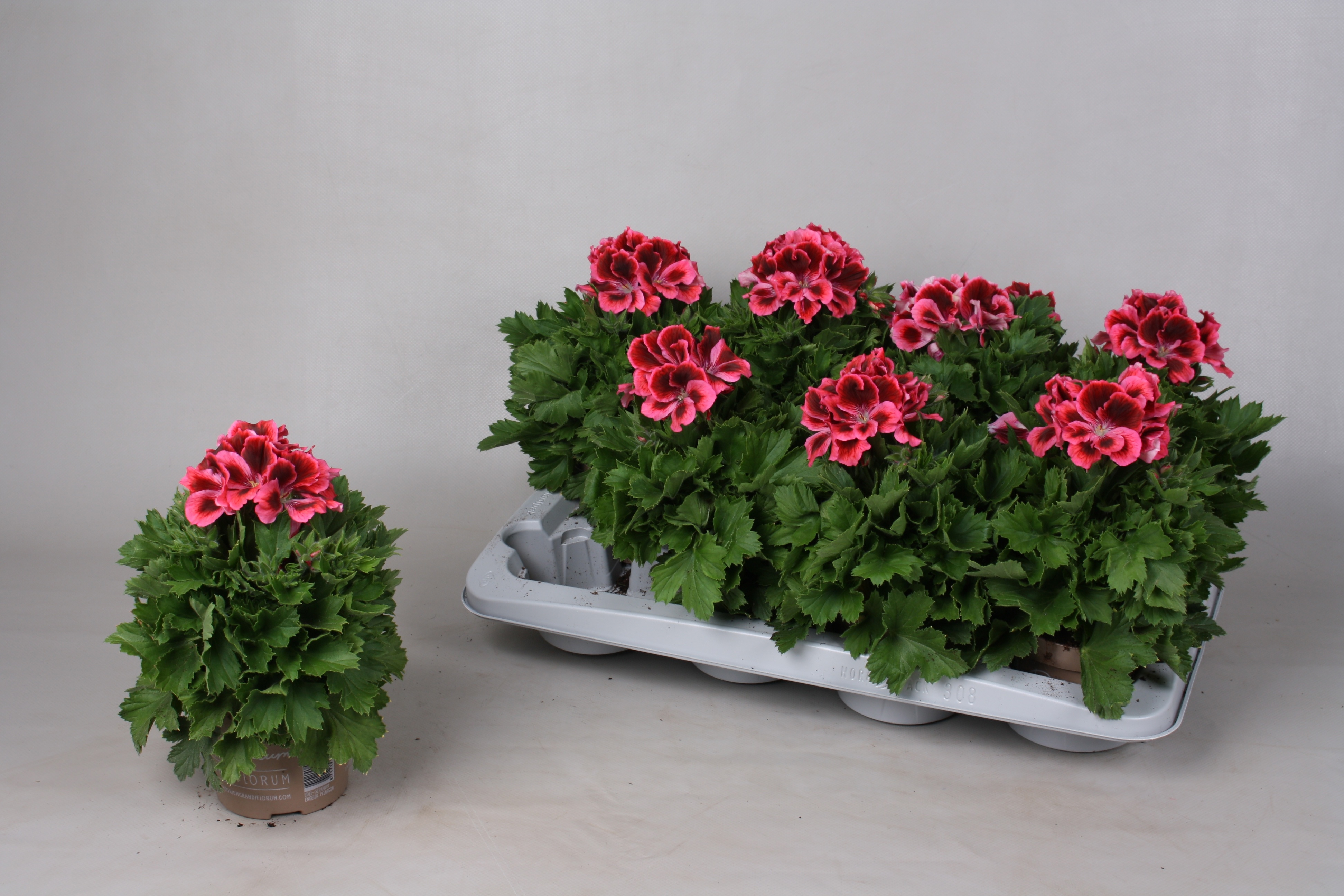 Горшечные цветы и растения оптом Pel Gr Elegance Kate от 8шт из Голландии с доставкой по России