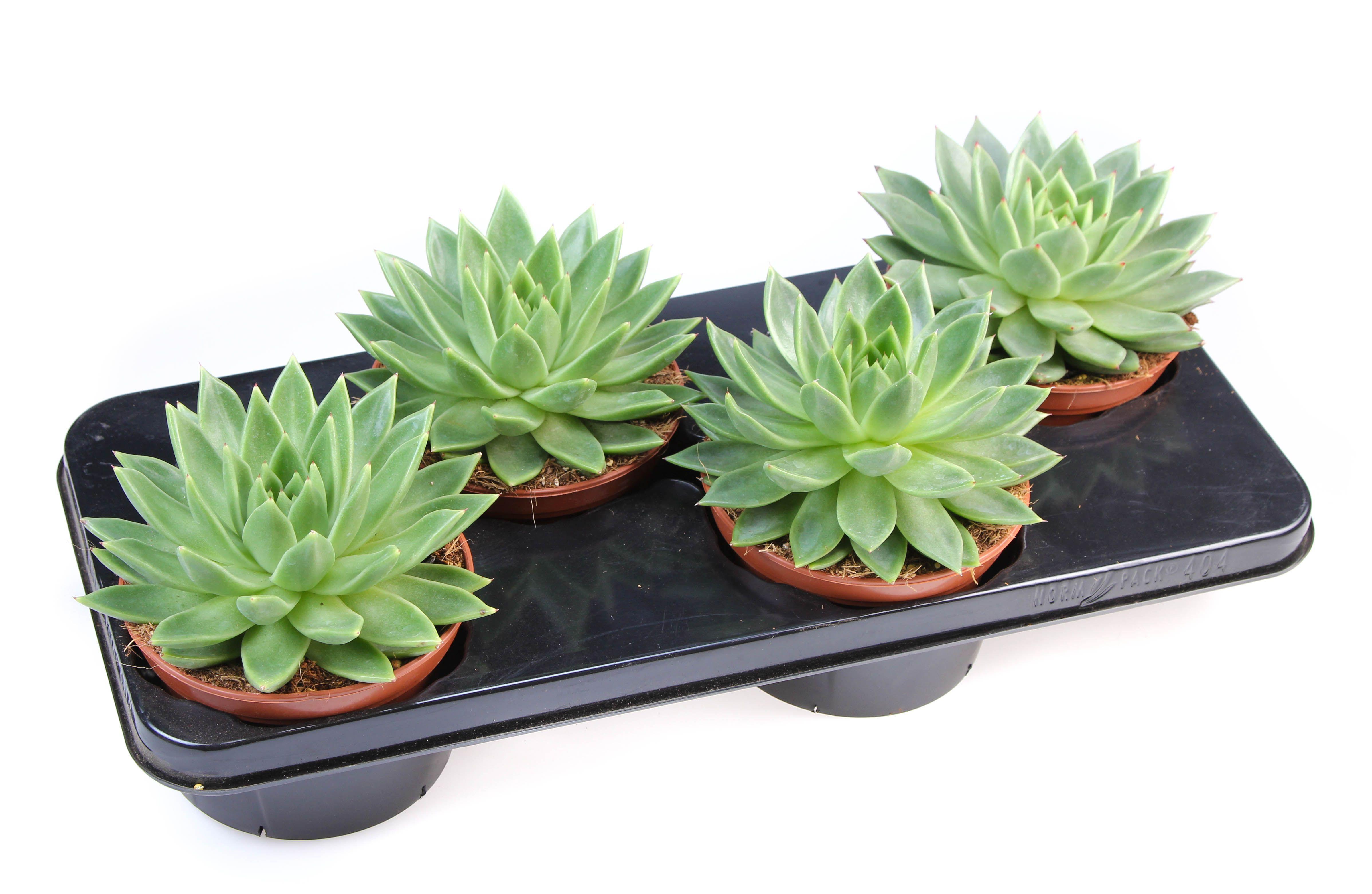 Горшечные цветы и растения оптом Echeveria Miranda от 4шт из Голландии с доставкой по России